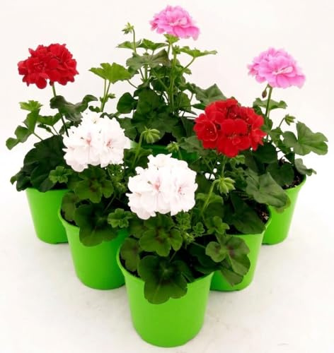 POWERS TO FLOWERS - GERANIO EDERA DOPPIO HERCULES, PELARGONIUM, 6 PIANTE VASO 14, ROSA-BIANCO-ROSSO, piante vere