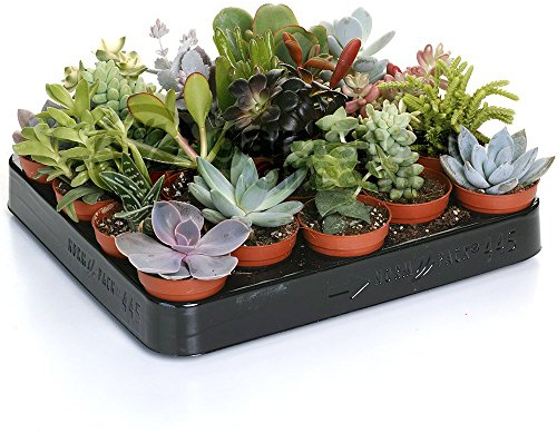 Mélange de succulentes – 20 plantes – Maison/Bureau Plante d’intérieur en pot Cadeau parfait