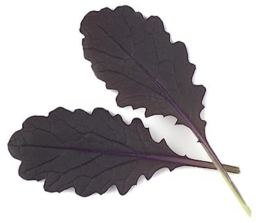 PREMIER SEEDS DIRECT - Mustard Seeds - RED Carpet - 3 GRAM ~ 2100 Seeds - Ideal MICROGREEN