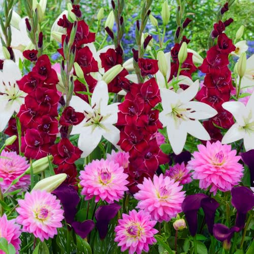 Fleurs d'été bulbes Magic Flowers Collection - 25 pièces - Glaïeuls/Lys/Dahlias/Calla - vivaces mélange de bulbes - Qualité Néerlandaise - Pour jardin, pot et balcon