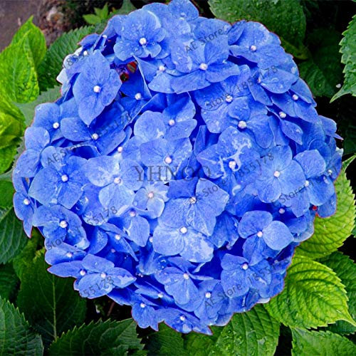 Kalash New 20pcs hortensia fleur SEEDS pour le jardinage bleu