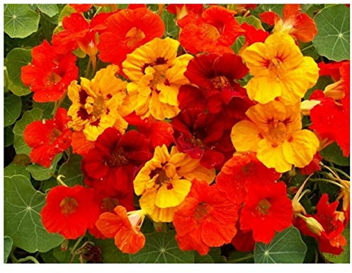 PREMIER SEEDS DIRECT - Organic Flower Nasturtium TROPAEOLUM Jewel Mix 25 Seeds