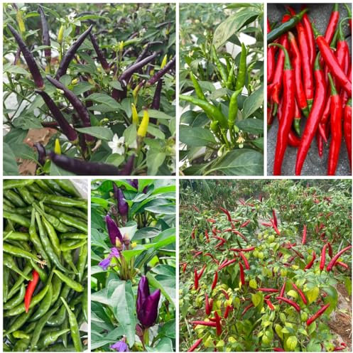 semillas de chile jalapeño de interior, para balcón, chile exóticas resistentes, decoración de jardín para exterior, 200pcs