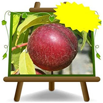 Pêches nectarines à la pulpe jaune Armking - Plante fruitière vieux greffé sur pot 20 - arbre max 170 cm - 2 ans
