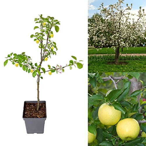 Apple Tree - Malus Golden Delicious - Patio Fruit Tree 2-4ft in 5 Litre Pot - High Yielding (2 Trees)