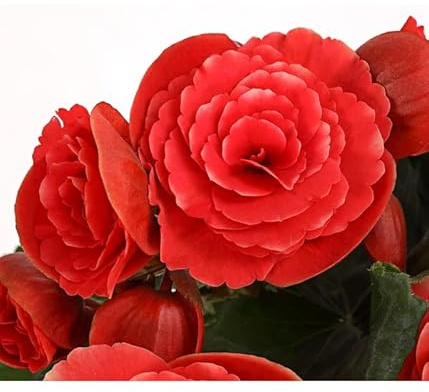 Begonia de Flor DECOALIVE Planta Interior y Exterior Flores Colores Llamativos