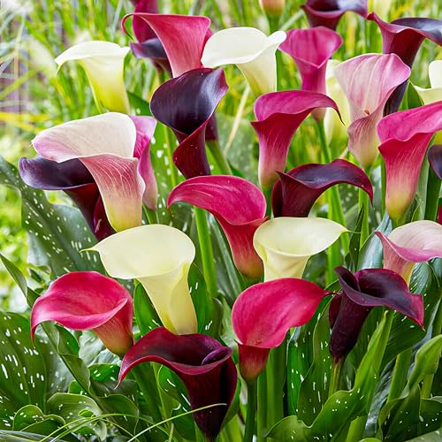 Purple und Pink Calla Lilien Zwiebeln Kollektion, 10 Zantedeschia Zwiebel, 2 Sorten, 5 von jeder Farbe Mix, Ideal als Topf und Gartenpflanze, Blumenzwiebeln Mischung aus Holland (kein Samen)