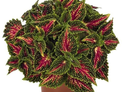 Cretona Natural Planta Conocida como la Bella Exótica por sus Coloridas Hojas