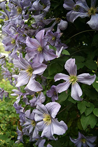 Clématite Emilia Plater C 2 Litres