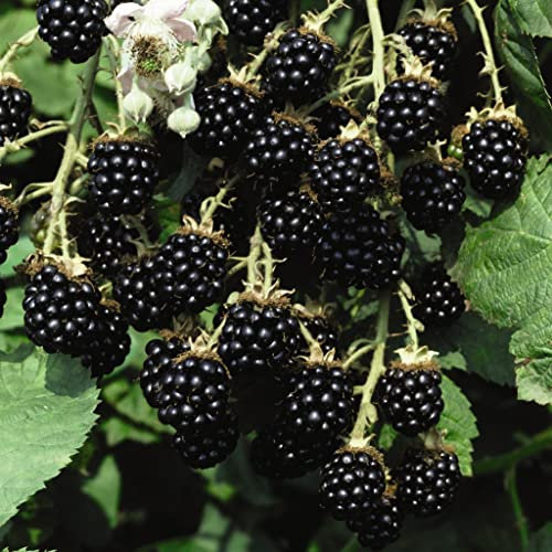 BlackBerry Fruit Plants Ready to Plant Bush 'Loch Ness' Self-Fertile Rubus fruticosus Hardy Shrub Easy to Grow Your Own Outdoor Garden Flower Plants 1x 2-Litre Potted Plant by Suttons