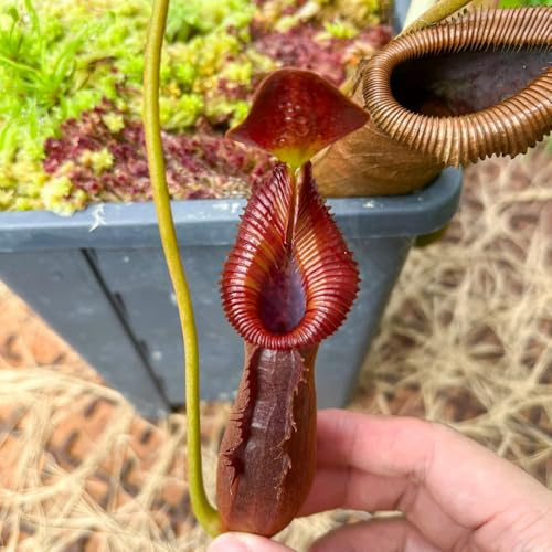 Semi di carnivora, Nepenthes mirabilis, giardino aromatiche semi di serre da balcone resistenti prodotti sostenibili da balcone verdi 150pcs