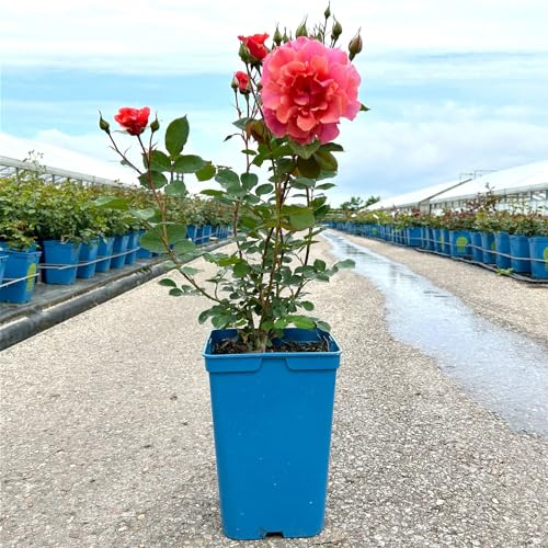 Kletterrose „Alibaba - lachsrosa blühende Topfrose im 6 L Topf - frisch aus der Gärtnerei - Pflanzen-Kölle Gartenrose