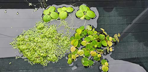 Plantas DE Acuario Estanque Lote 3 FLOTANTES LIMNOBIUM LAEVIGATUM, PHYLLANTUS FLUITANS Y LEMNA Minor