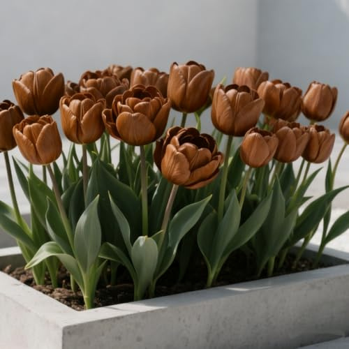 Tulipanes Bulbos/Tulipán/Tulipán perenne-Decoración de Jardín Elegante y Tranquila/Que crece exuberantemente en el jardín.-4 Rhizomes-B