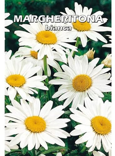 MARGHERITONA BIANCA - Margherita bianca - SEMI DA FIORE