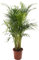 Areca Palm Large Indoor House Plant Real Tropical Exotic Evergreen Tall Plants (50-60cm incl. Pot)