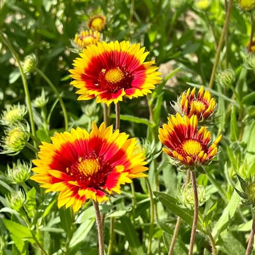 kokardenblume, gaillardia, winterharte kübelpflanzen schnittblumen blumenwiese mehrjährig winterharte deko balkon bodendecker 800samen