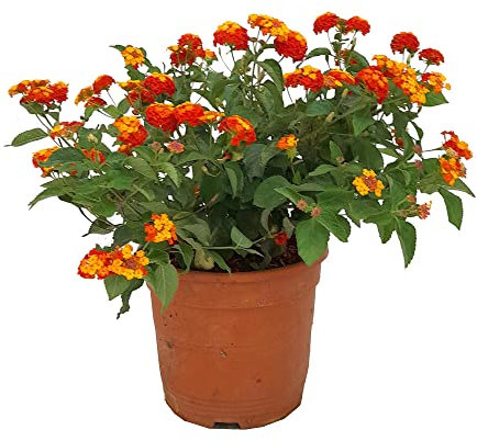 Lantana Natural Planta Arbustiva de Aspecto Primaveral