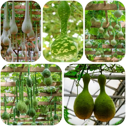 semillas de calabaza de botella - oficina jardín interior 200pcs