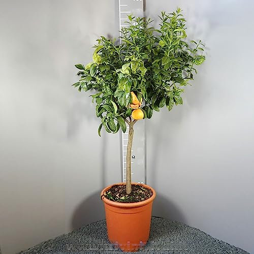 SAVINI VIVAI Planta de Bergamota, Árbol Cítrico de Bergamota Hembra en Maceta de 35 cm Altura 150-180 cm 6-7 Años de Injerto,