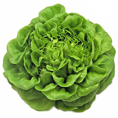 Semillas de Lechuga Maravilla para Cultivar Hierbas Comestibles en Casa