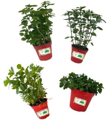 P. Piantine da Orto | Kit Orto Balcone della Menta, 1 Pianta Spicata, 1 Valdostana, 1 Piperita, 1 Glaciale, in Vaso 14 cm, Vere da Esterno Aromatiche