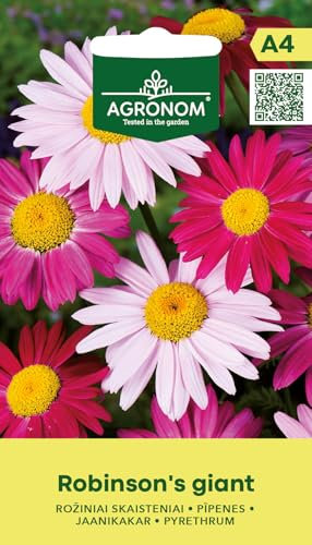 AGRONOM |Piretro - ROBINSON'S GIANT semi | Semi di fiori | Fiori perenni, alti 70 cm | Ideale per aiuole e vasi | Semi di piante | Semi da giardino | 1 confezione