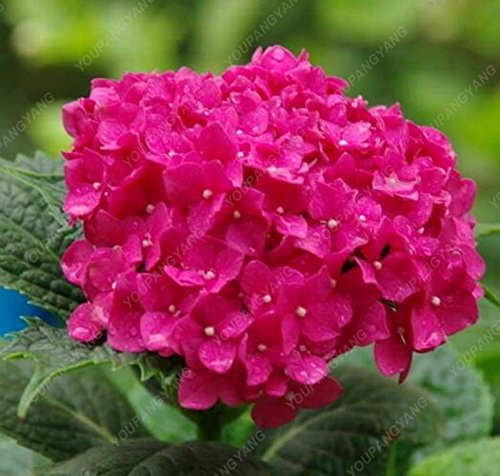 Graines d'hortensia rouge Fleurs d'hortensia mélangées Plante d'intérieur Bonsaï Graines de fleurs de viorne Plante pour jardin à la maison Paquet de 100 graines