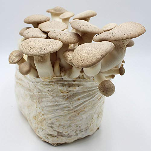 Bio Kräuterseitling Pilzzuchtkultur klein - Pilze selber züchten