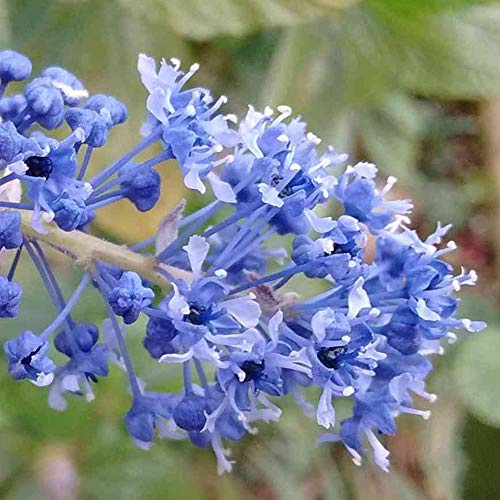 Ceanothus 'Blue Sapphire' Lilas de Californie Arbuste à fleurs persistant | Pot de 9cm