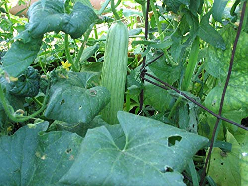 vegherb 40 Cour arménienne Long Concombre Graines Old Heirloom européenne Non Bitter Non Ogm