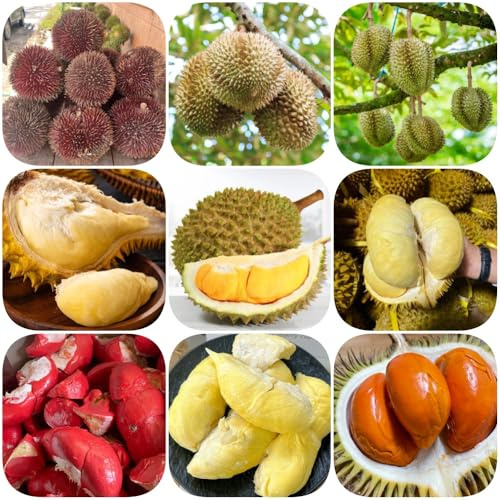 Semi di durian, semi da frutto da giardino resistenti colonnari resistenti nani balcone giardino roccioso vecchie varietà 45pcs