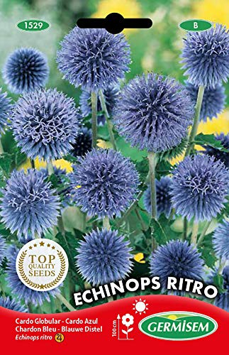 Germisem Graines Chardon Bleu