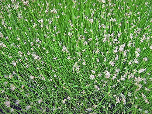 Nadelsimse | Eleocharis acicularis | im 9er Teichtopf | Wasserpflanze | Teichpflanze | Mini Teich geeignet | Klärpflanze | Sauerstoffpflanze | winterhart