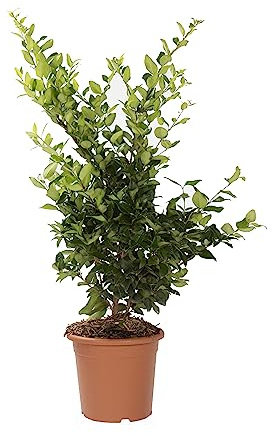 KENTIS - Ligustrum Texanum - Piante Vere da Esterno Sempreverdi Resistenti - Pianta Ornamentale da Giardino - H 80-100 cm Vaso Ø 24 cm