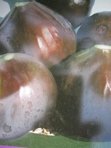 Italienische Feige Brogiotto Nero - Fico - Ficus - Hochstamm 90