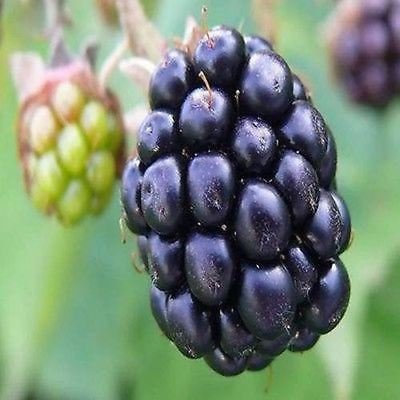 CSNCH BlackBerry Bush Fruit Seeds (Rubus Laciniatus) 50+Seeds