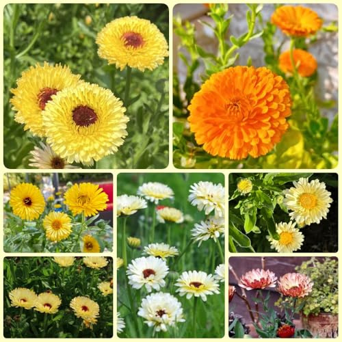 Semi di calendula, regali di calendula officinalis, amanti 200pcs
