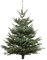Echter Weihnachtsbaum - Nordmanntanne - frisch geschlagen Christbaum Tannenbaum (Tanne, 180-200 cm)