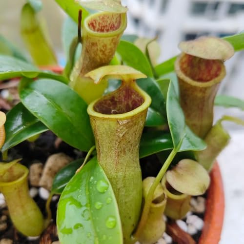 Semi di carnivora, Nepenthes mirabilis, da giardino roccioso resistenti da interno giardino di serre balcone balcone d'appartamento semi biologici 100pcs
