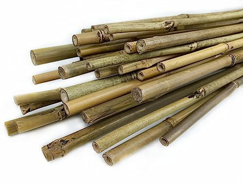 CULTIVERS 30 Tutores para Plantas de Caña Bambú 210 cm (Ø16/18 mm). Tutor para Tomates, huerto, árboles y Todo Tipo de Plantas. Varillas para Plantas. Bambú Natural