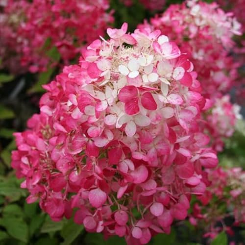 Hortensia Paniculata Diamant Rouge - Hydrangea Paniculata Diamant Rouge 30/40 cm Pot 3l - Plante - Hauteur 30/40 cm