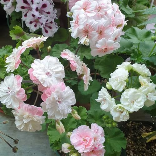 semillas de geranio resistente, pelargonio de primavera, silvestres decorativas para balcón resistentes al aire libre 75pcs