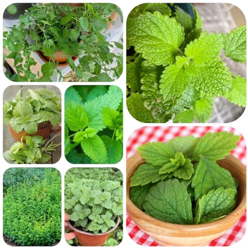 semi di melissa, esotiche resistenti di melissa perenne autunnali, selvatiche resistenti per il giardino da orto per orto 600pcs