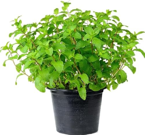 Hierba de Hierbabuena Planta Aromática Menta Marroquí Mentha