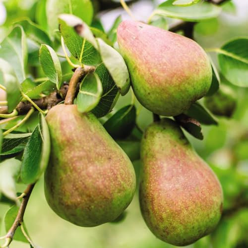 Pear 'Williams' Bon Chretien' Tree | Oldest Cultivated Variety | Heavy Cropping | Hardy & Delicious 9 Litre Pot x 1 by Thompson & Morgan
