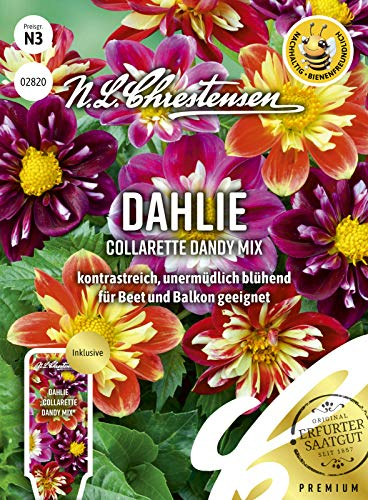 Dahlie Collarette Dandy Mix Samen, Saatgut
