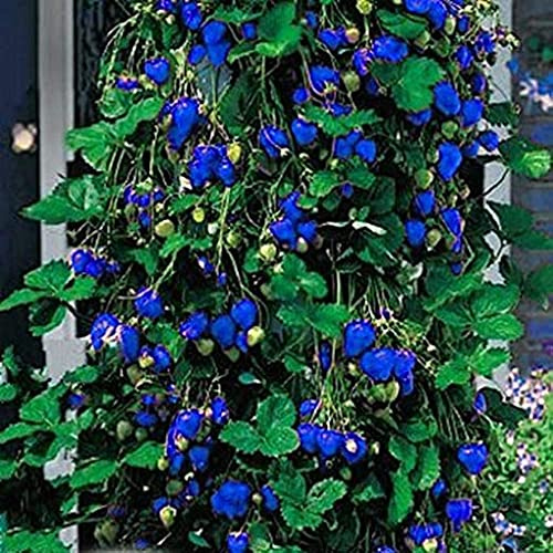 Graines De Fraises Bleues Paquet De 100 Graines