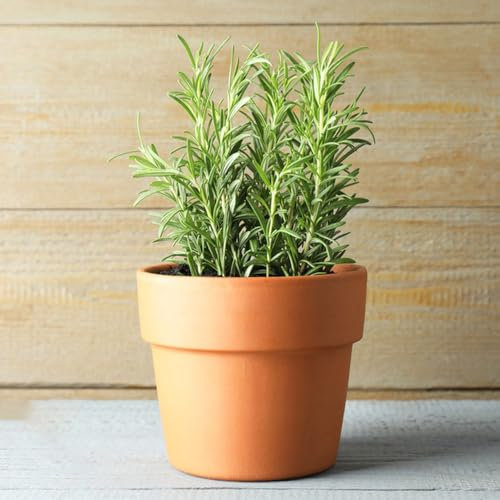 semillas de romero orgánicas - flores resistentes Plantas de balcón perennes resistentes balcón con jardín de hierbas plantas de exterior semillas de cobertura del suelo resistentes 100pcs