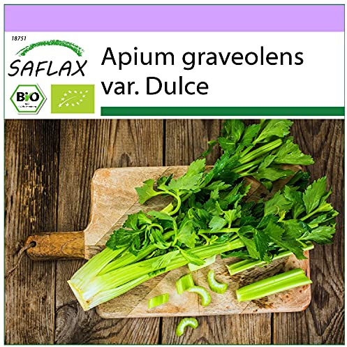 SAFLAX - Ekologiskt - Rotselleri - Tall Utah - 500 Frön - Apium graveolens
